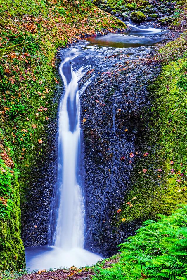 Fall colors line Oneonta Creek as Middle Oneonta Falls drops 24 feet over the basalt cliffs as it makes its way down the through forest to the Columbia River