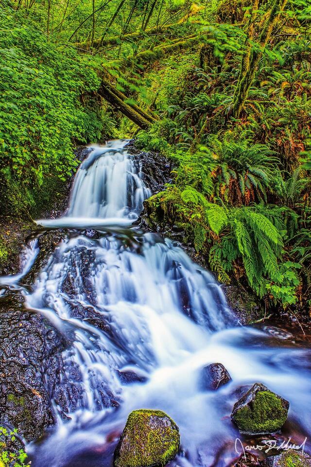 The middle tiers of Sheppard’s Dell Falls gracefully make its way through the lush green forest and over the basalt cliffs of the Columbia River Gorge