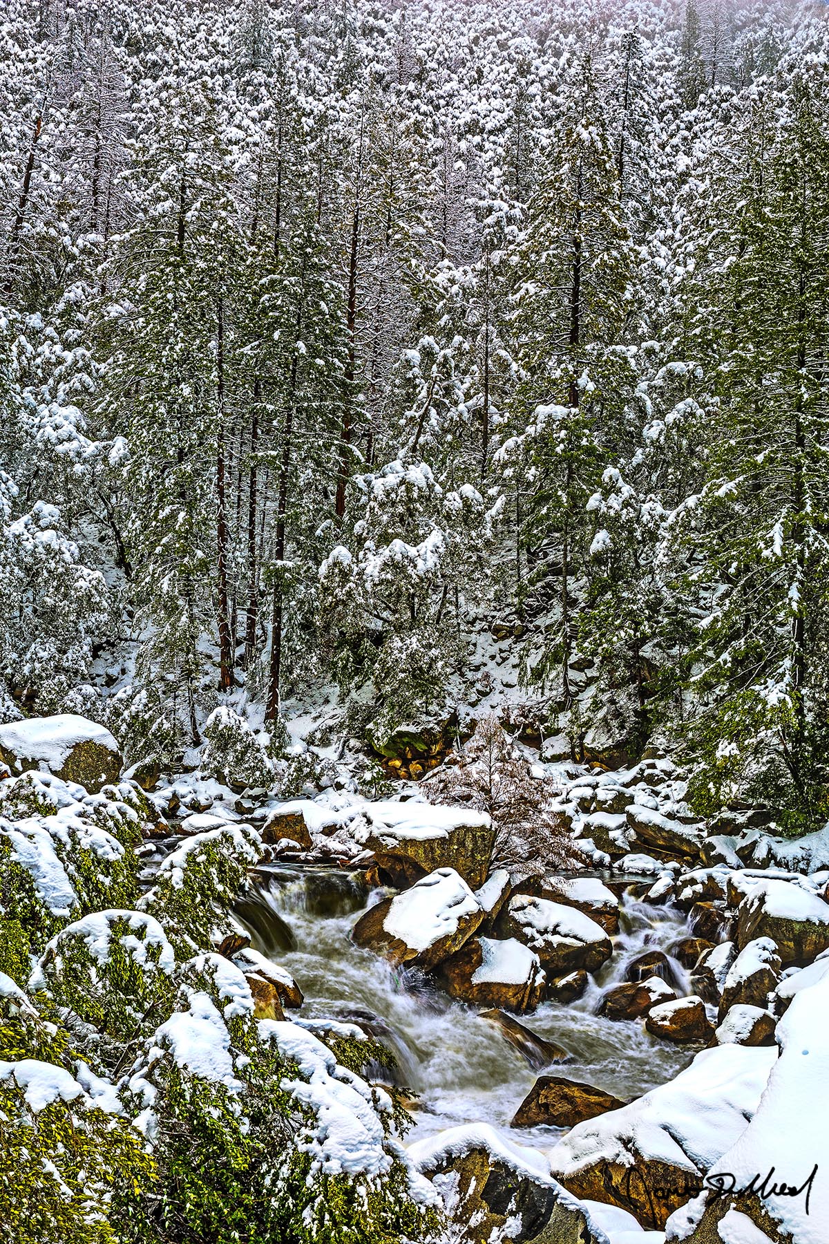 Forest Chill Snow from a winter storm blankets the rocks, trees and hillside of Yosemite as the Merced River flows downstream between the snow covered rocks of Merced Canyon
