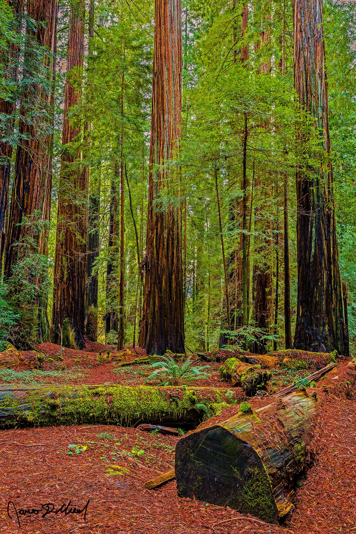 The Forest Bench Fallen Redwood trees line the floor of an old-growth Redwood Forest, providing benches of Redwoods for weary travelers traversing the forest floor