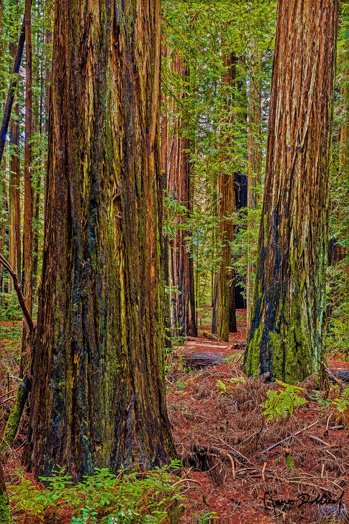 The Redwood Path Sunset filters through the forest canopy as a narrow forest path winds between giant Redwood trees in a stately grove of old-growth Redwood trees