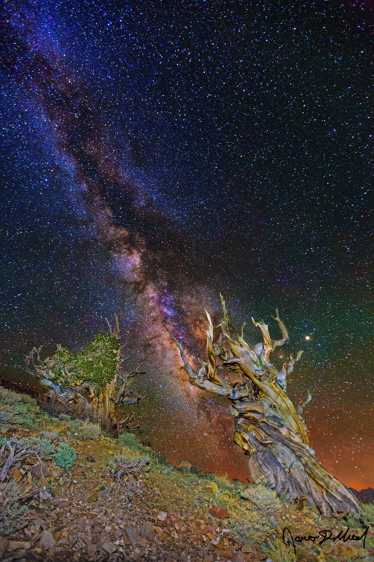 Scorpion Tree - Milky Way Core and Airglow over the Ancient Bristlecone Pine Forest The Milky Way rises into the sky above a pair of Ancient Bristlecone Pine Trees on the slopes of the White Mountains of California.