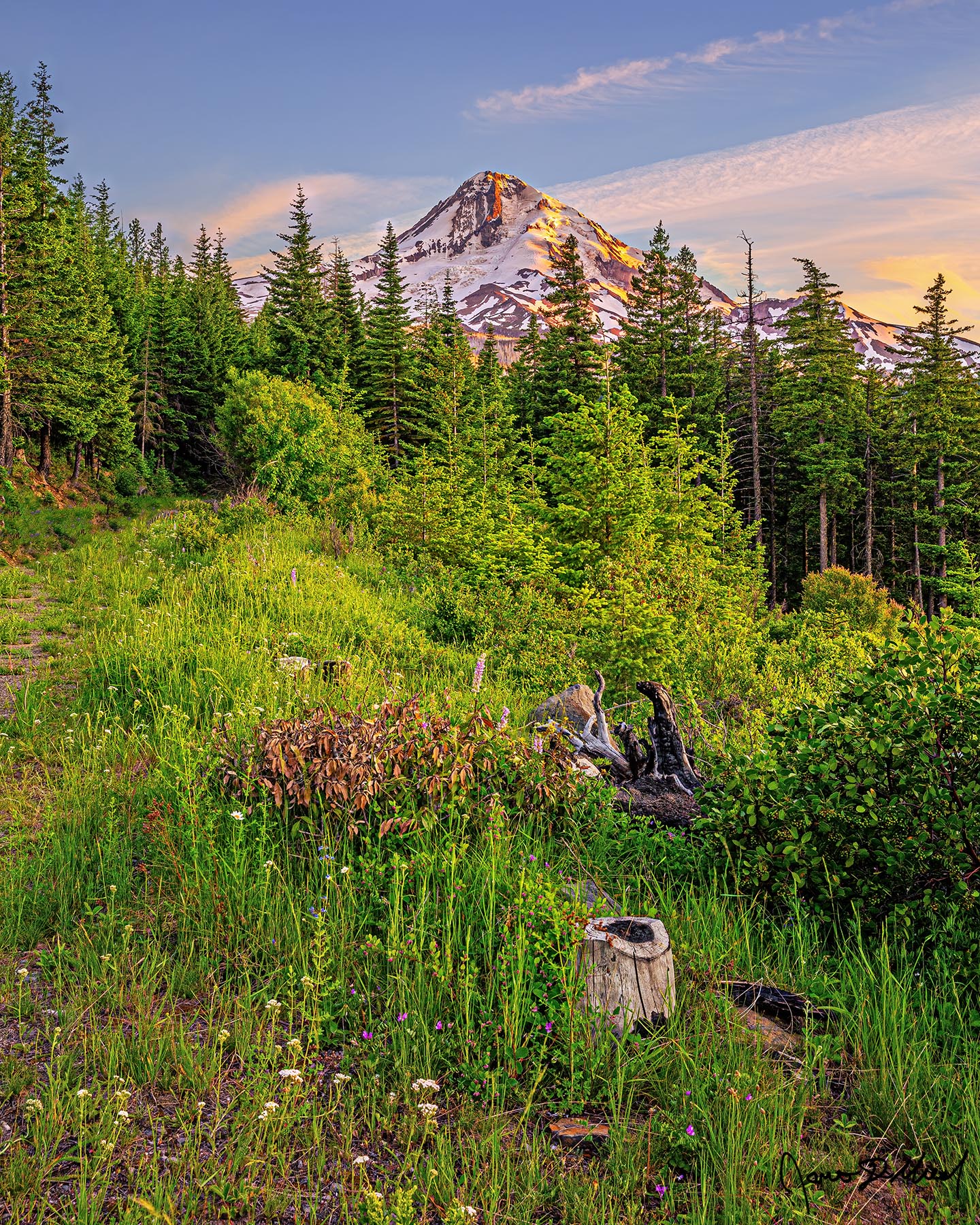 Alpine Majesty - Alpenglow Sunset on Mount Hood above a Subalpine Wildflower Meadow Alpenglow illuminates the slopes of Mount Hood at Sunset as small wildflowers (shooting star, lupine, Gray's Lovage, Lyall's Anemone, and more) grow in a meadow