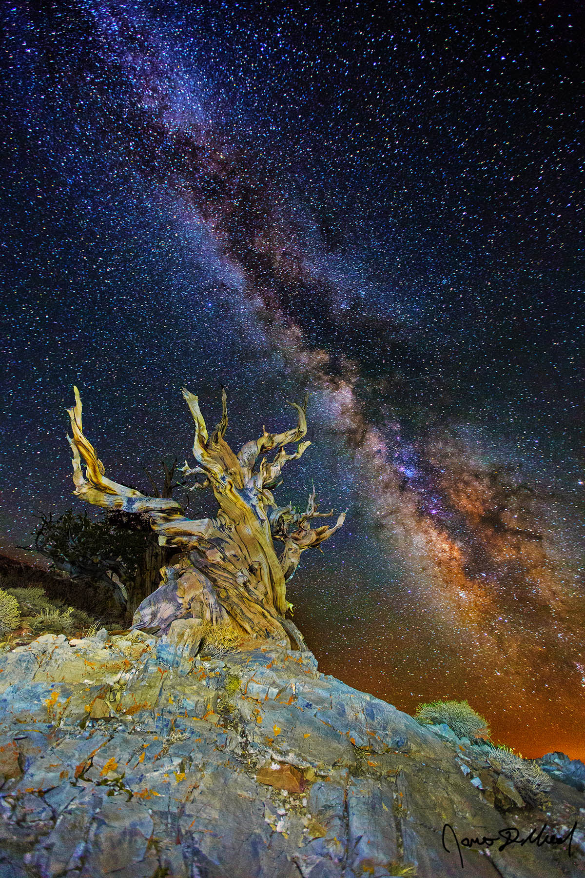 Twisted Starlight - Milky Way Rising above the Ancient Bristlecone Pine Forest and Dead Sentry Tree The Milky Way rises into the sky above a pair of Ancient Bristlecone Pine Trees on the slopes of the White Mountains of California.