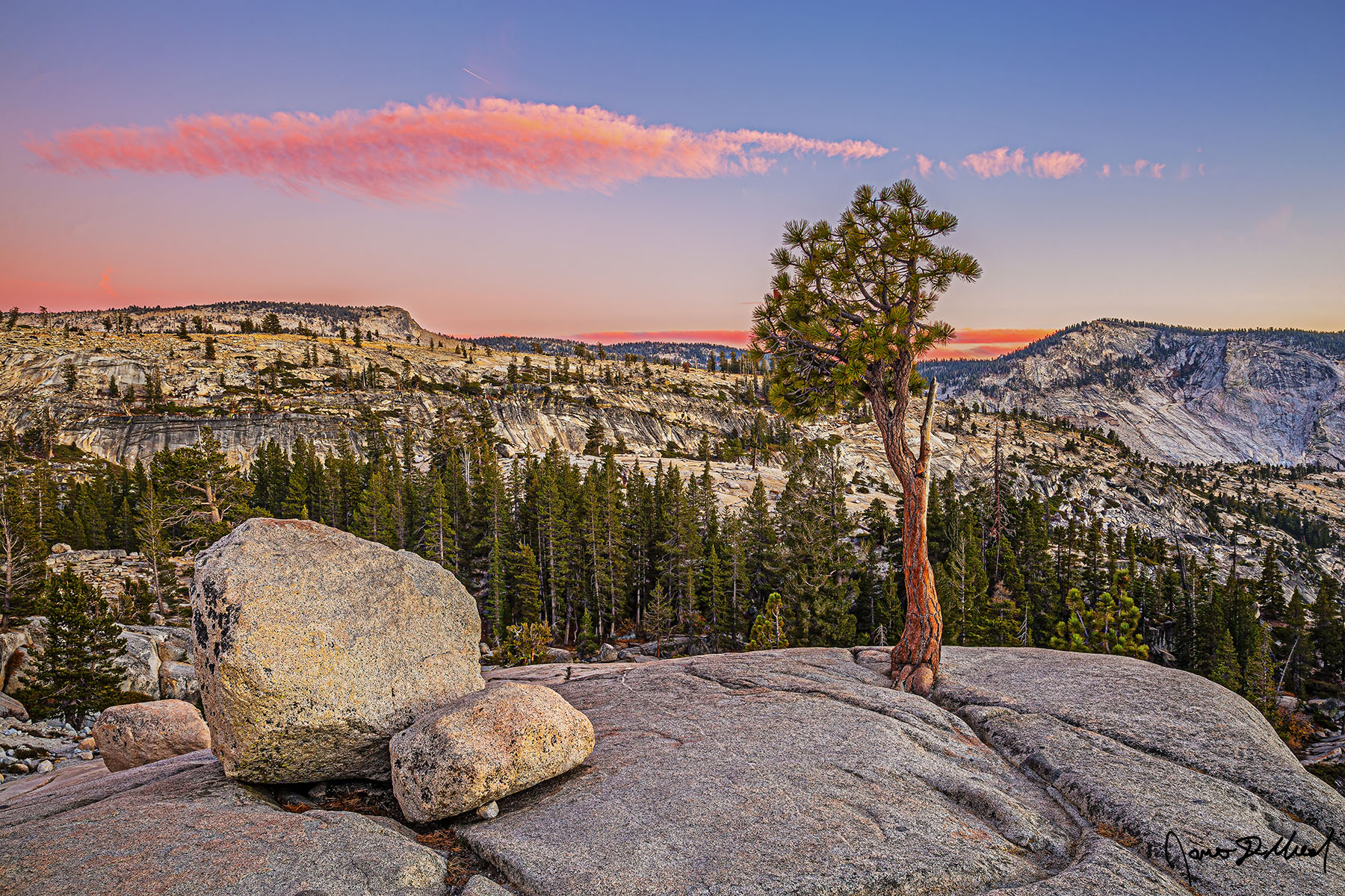 Cotton Candy Dream Pastel colors light the clouds in the sky above Sunrise Mountain, Clouds Rest and Tenaya Canyon at Sunset, as a Glacial Erratic rests next to a Jeffrey Pine.