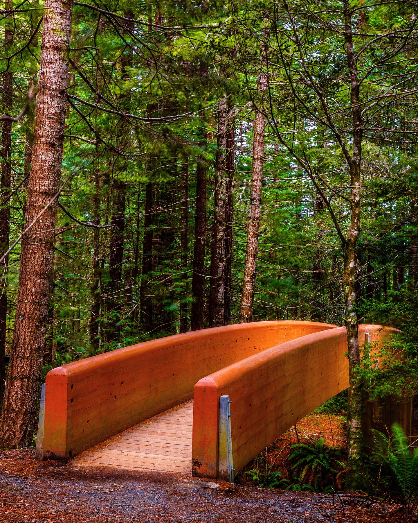 Ethereal Glow An ethereal beauty emanates from the old-growth Redwood Forest as the wooden bridge at Lady Bird Johnson Grove in Redwood National Park glows at sunset.