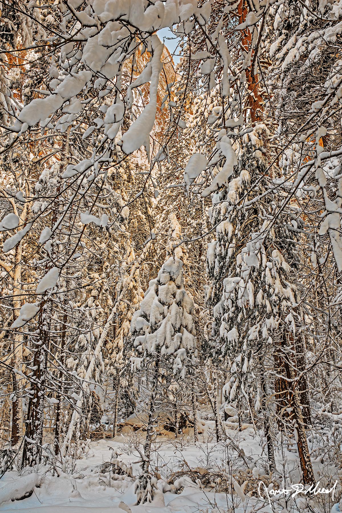 Forest Snow Snow blankets the trees, branches, and valley floor of Yosemite Valley as warm sunlight shines through the canopy faintly illuminating the snow.