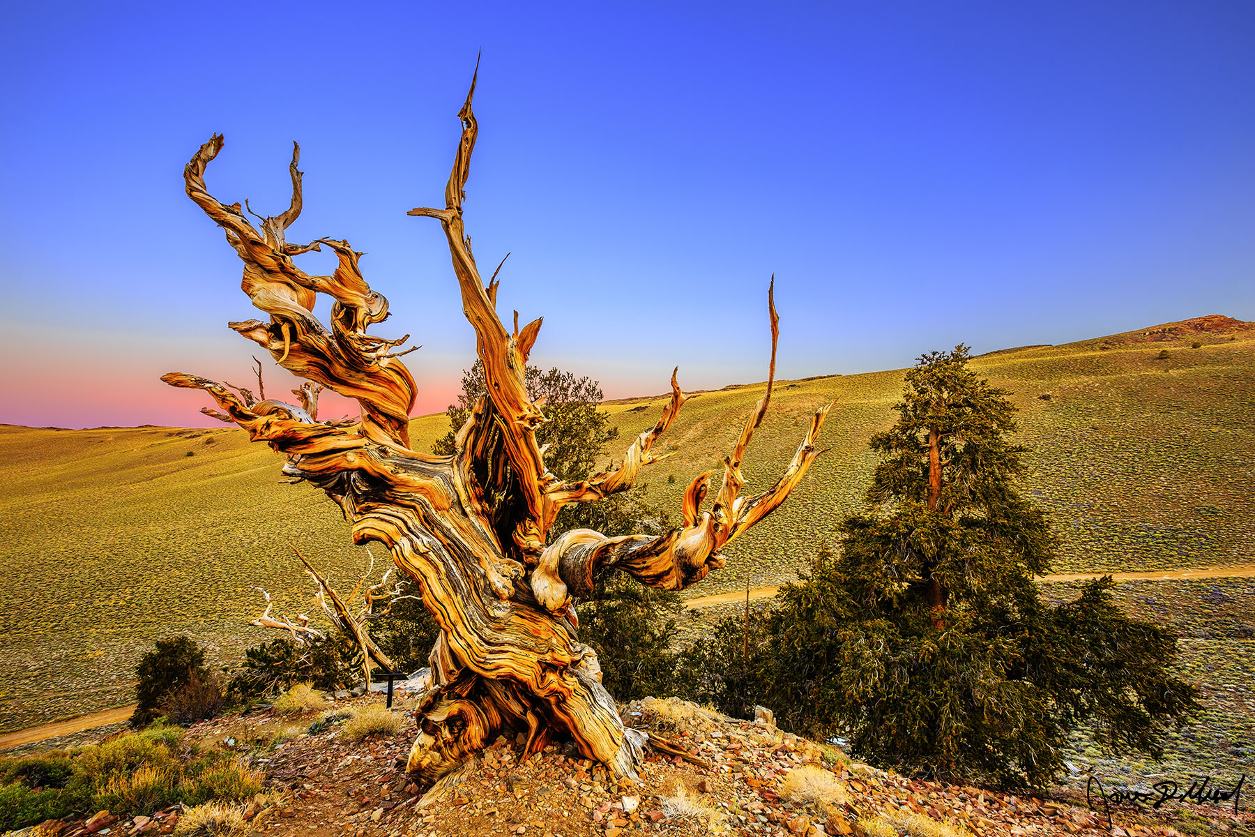 The Sage's Scepter - Belt of Venus Sunrise in the Ancient Bristlecone Pine Forest Light from the Belt of Venus hangs on as sunrise illuminates the skies above the Ancient Bristlecone Pine Forest in the White Mountains of California.