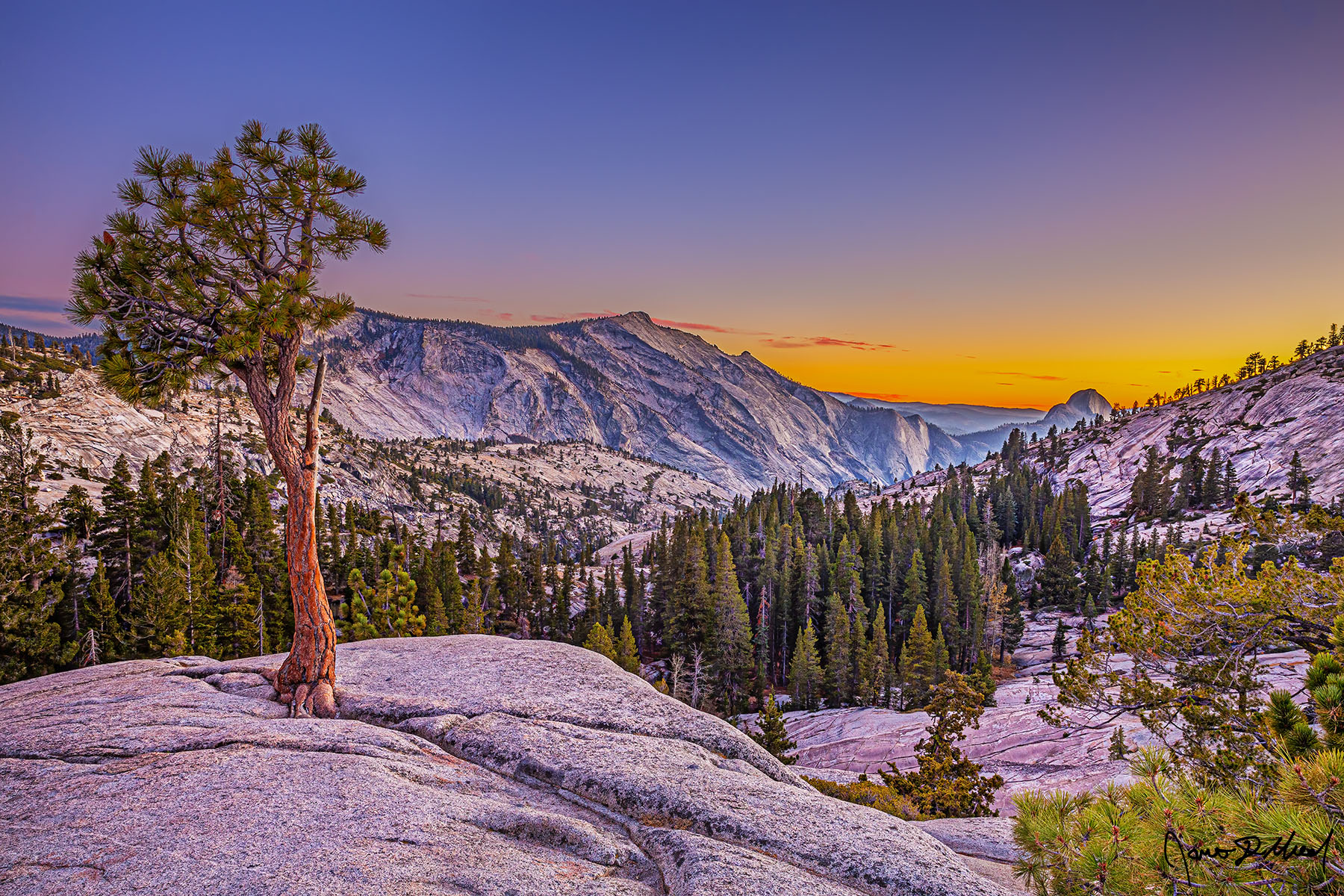 Amazing Grace - Sunset over Cloud's Rest, Half Dome, Tenaya Canyon and a Jeffrey Pine A Jeffrey Pine grows from cracks in the granite of the Yosemite High Country, as soft pastels at sunset illuminate the skies above Cloud's Rest, Quarter Domes,