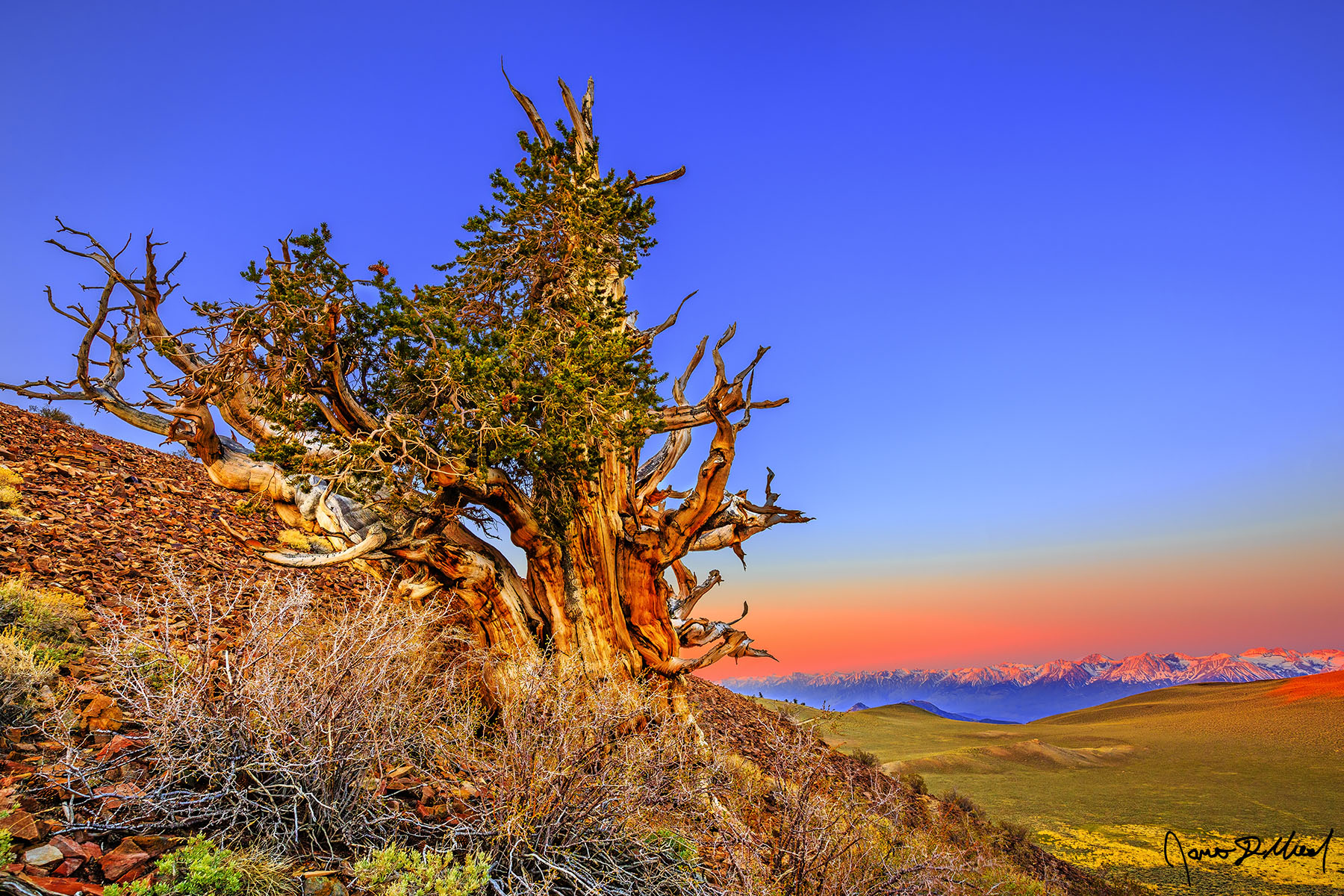 Sierra Watchman - Alpenglow Sunrise over the Sierra Nevada from the Ancient Bristlecone Pine Forest A Bristlecone Pine stands watch over the Sierra Nevada Mountains across Owens Valley as sunrise illuminates the Ancient Bristlecone Pine Forest.