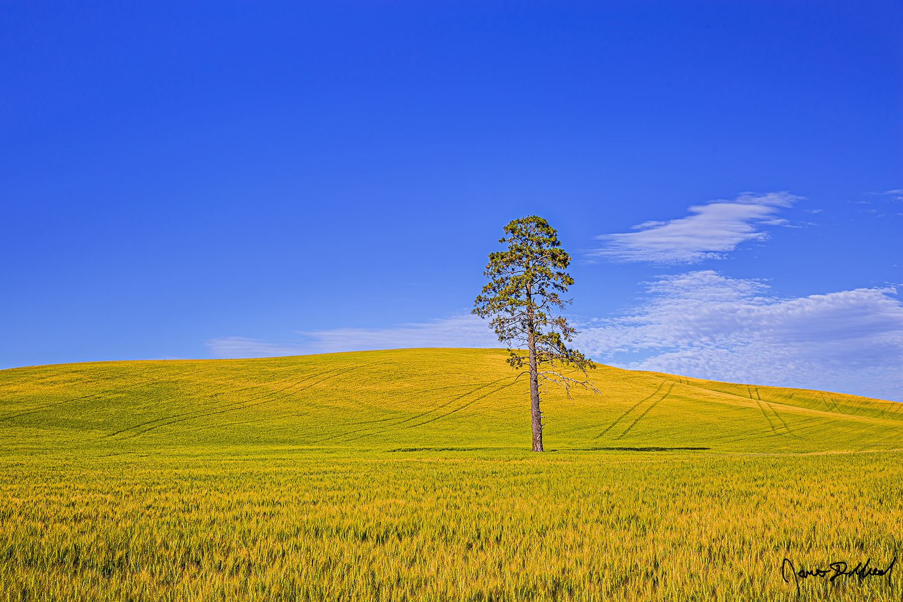 Alone in the Barley A lone Ponderosa Pine tree grows in a golden field of barley in the Palouse region of Washington.