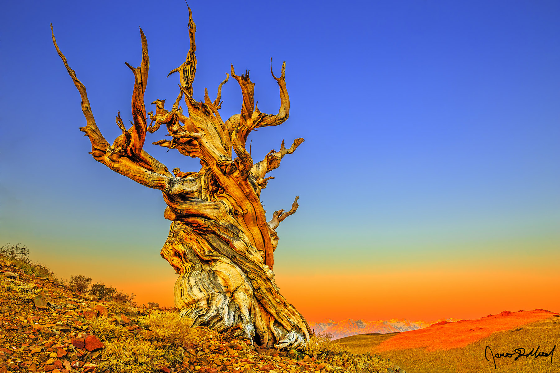 Father Time - Alpenglow Sunrise on the Dead Sentry Tree in the Ancient Bristlecone Pine Forest Sunrise illuminates the Ancient Bristlecone Pine Forest, the slopes of the White Mountains and the slopes of the Sierra Nevada Mountains across Owens Valley.