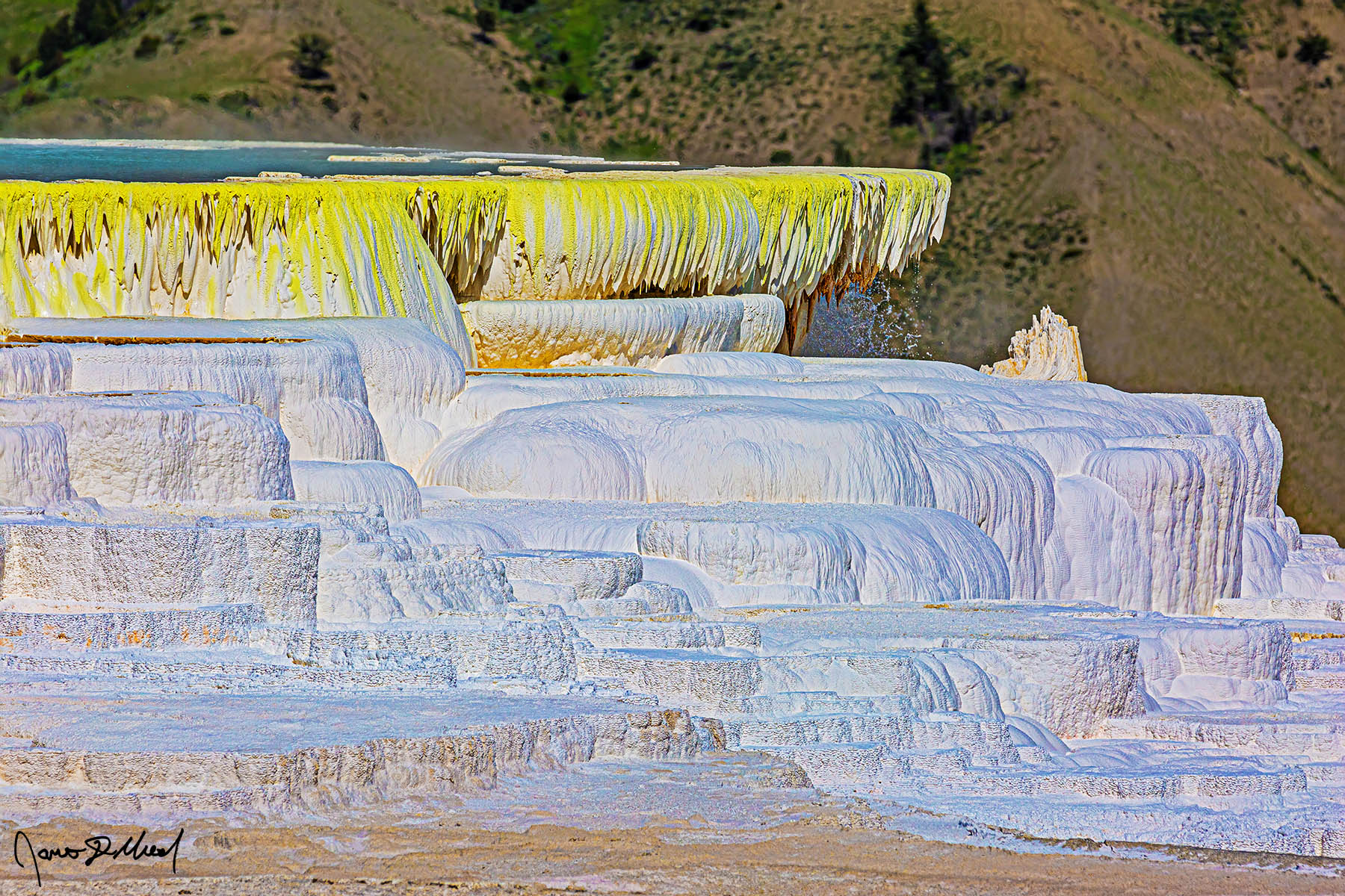 Canary's Delight Canary yellow filamentous bacteria lines the top of the travertine terraces of Canary Spring & the turquoise waters of the thermal pool in Mammoth Hot Springs.