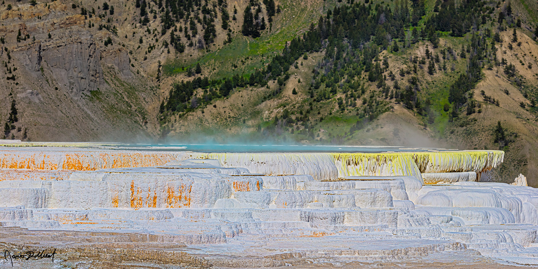 Bird Bath Canary yellow filamentous bacteria lines the top of the travertine terraces of Canary Spring & the turquoise waters of the thermal pool in Mammoth Hot Springs.