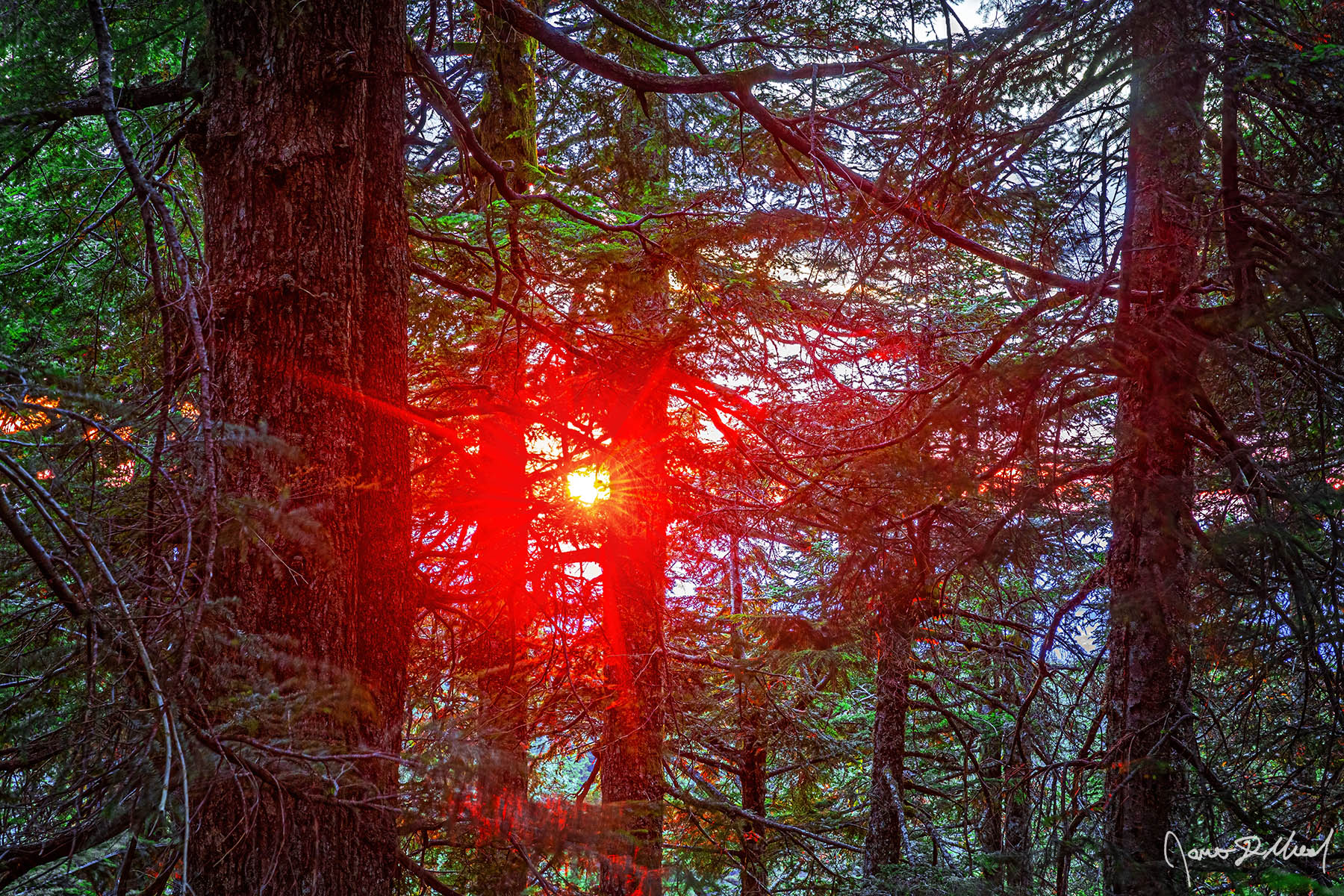 Scarlet Glow - Red Sunstar through Noble Fir Trees on Larch Mountain, Columbia River Gorge, Oregon Sun rays at Sunset shine a scarlet color through Noble Fir trees in the Forest up high in the Columbia River Gorge National Scenic Area