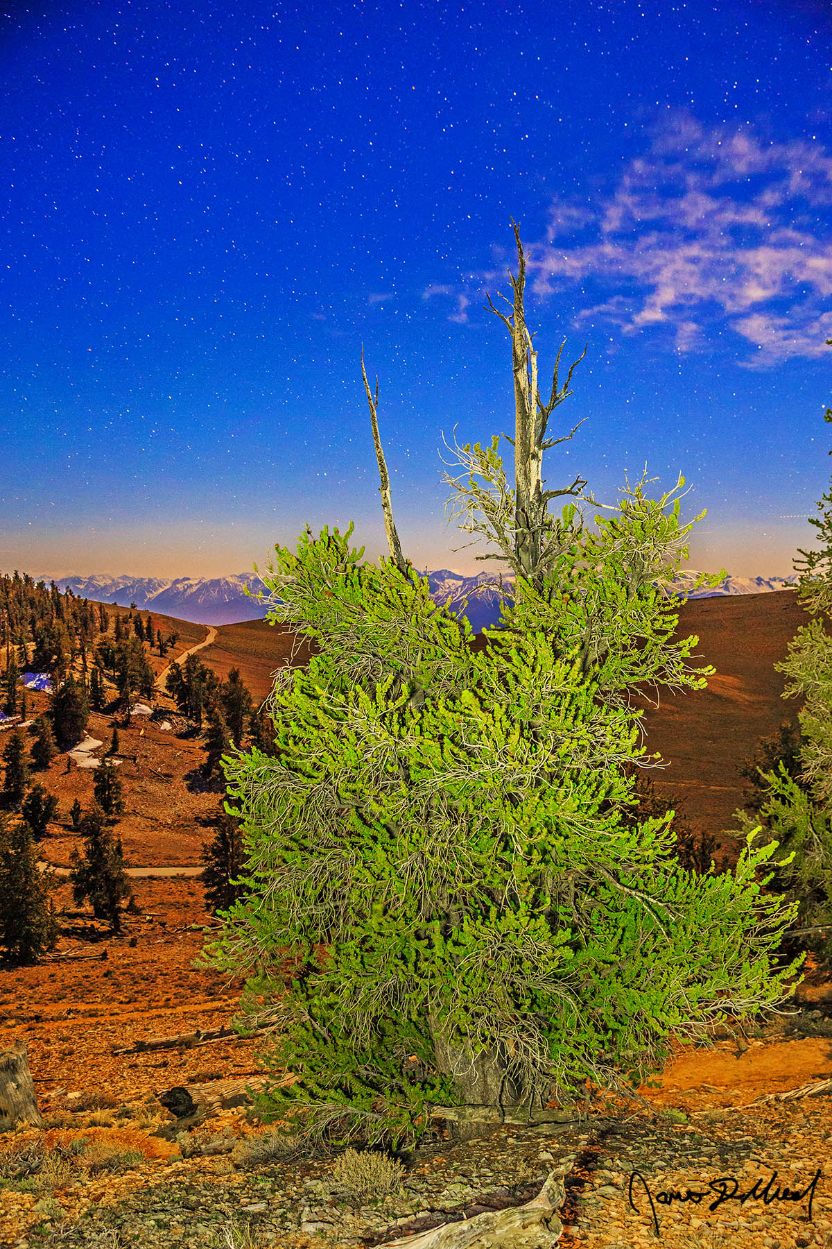 Bristlecone Youth - Bristlecone Pine, Ancient Bristlecone Pine Forest and Sierra Nevada by Moonlight The moon illuminates an Ancient Bristlecone Pine tree as the stars shine brightly in the sky above and the Sierra Nevada range rises up in the distance.