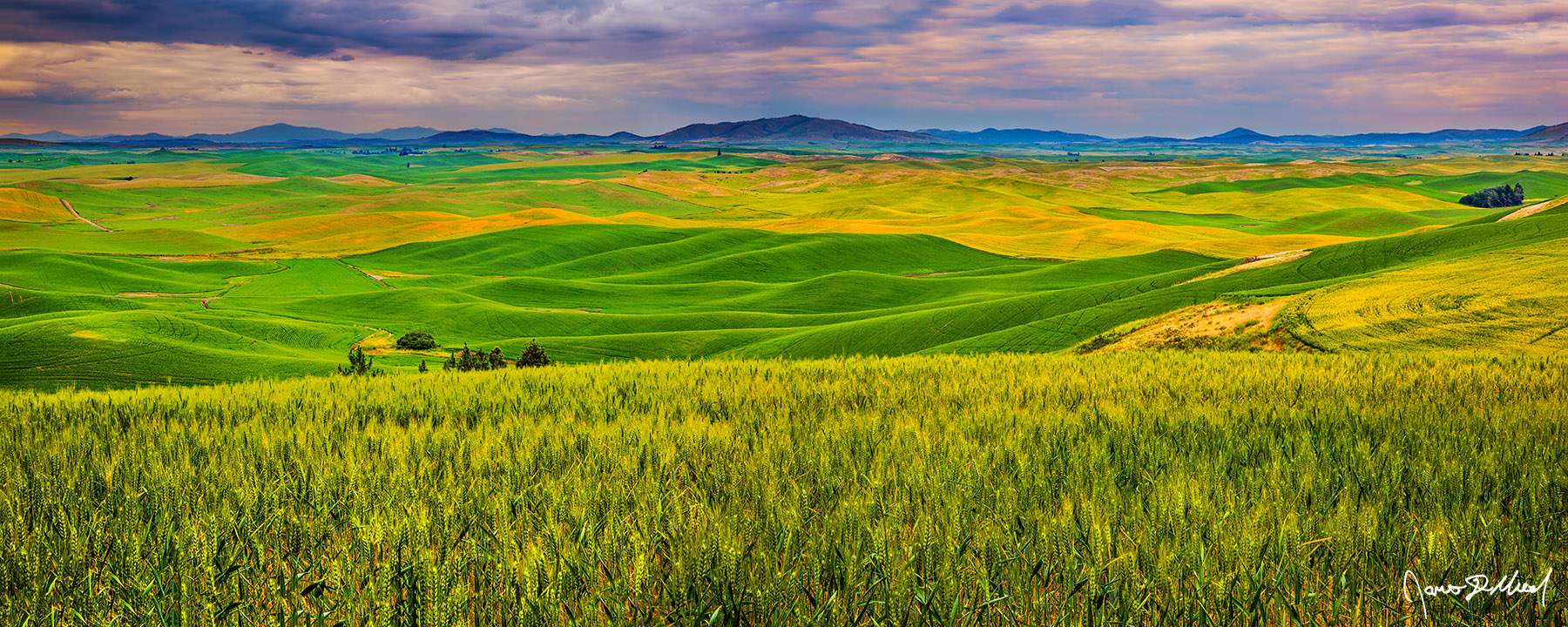 American Tuscany The rolling wheat, canola, oat, and barley fields of the Palouse go on for as far as the eye can see at sunset