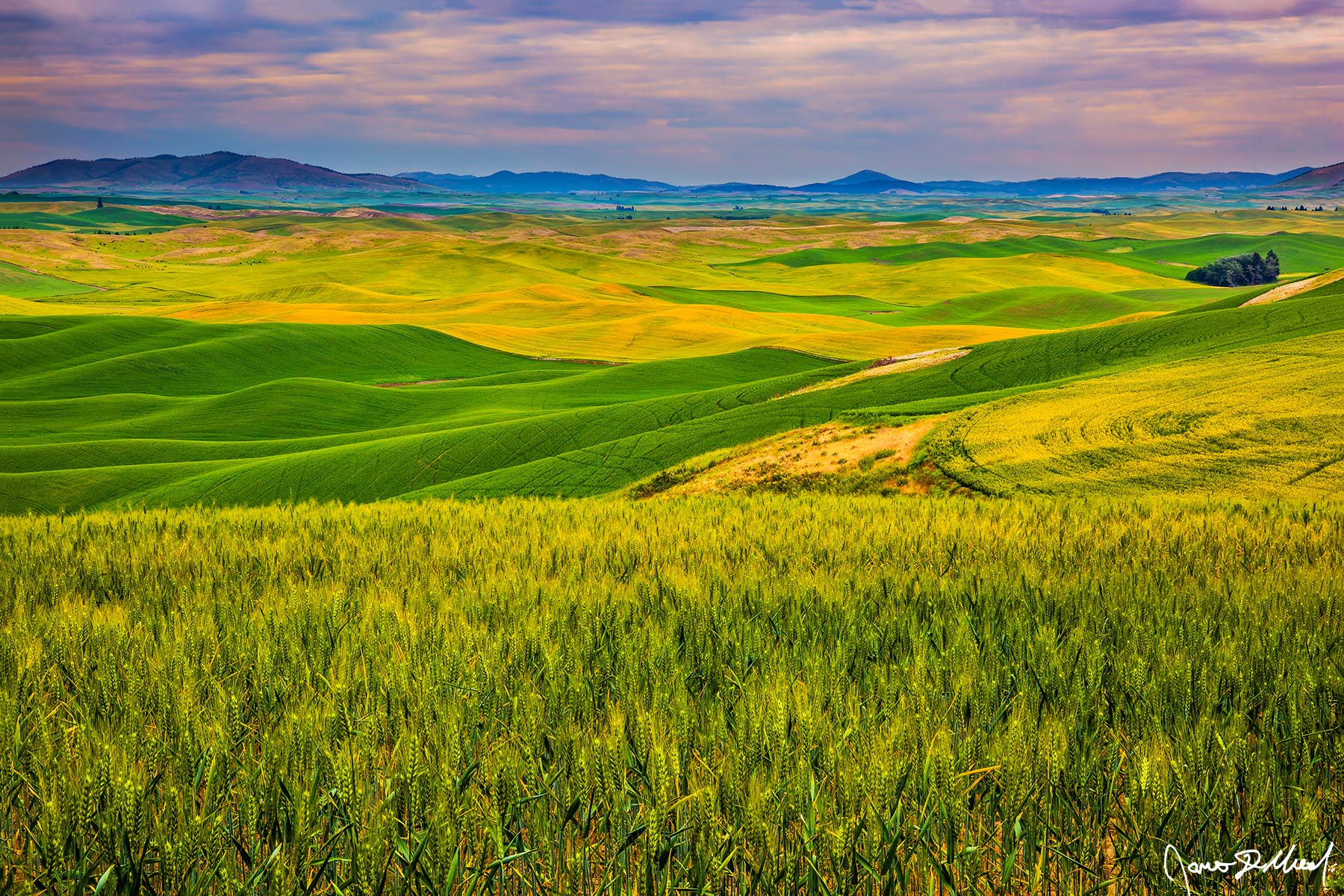 Serene Beauty Sunset nears as wheat, canola and barley fields give way to the rolling fields of the Palouse which go on for as far as the eye can see.