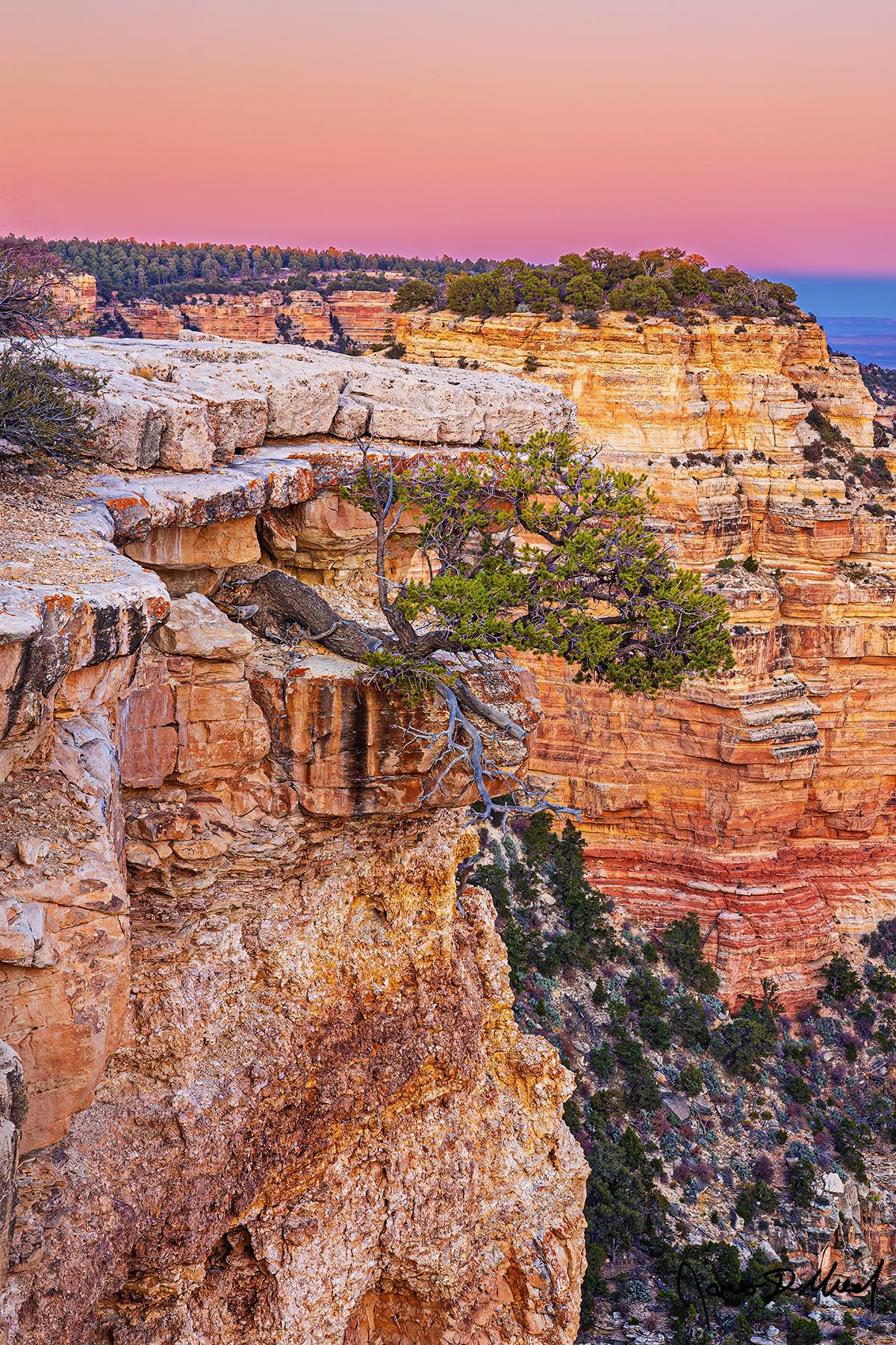 Sidewinder - Pinyon Pine at Sunset Growing Sideways out of the Cliffs of the North Rim Grand Canyon A Pinyon Pine grows sideways below the cliffs of the Grand Canyon as the Belt of Venus shows in the skies above at sunset.