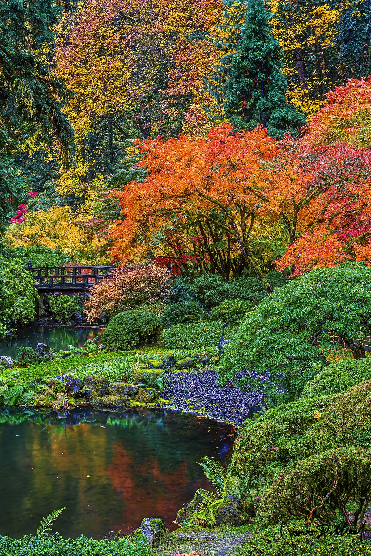 Peaceful Stroll - Moon Bridge, Laceleaf Japanese Maples Peak Fall