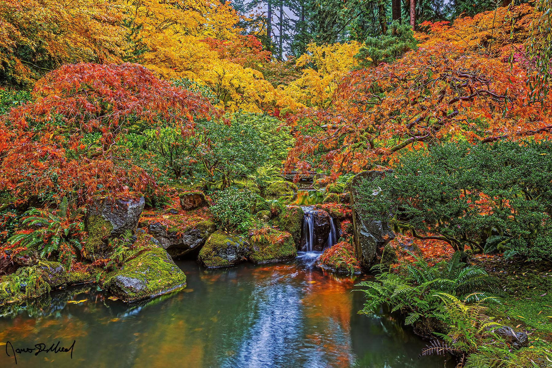 Transformation - Laceleaf Japanese Maples and a Waterfall at the