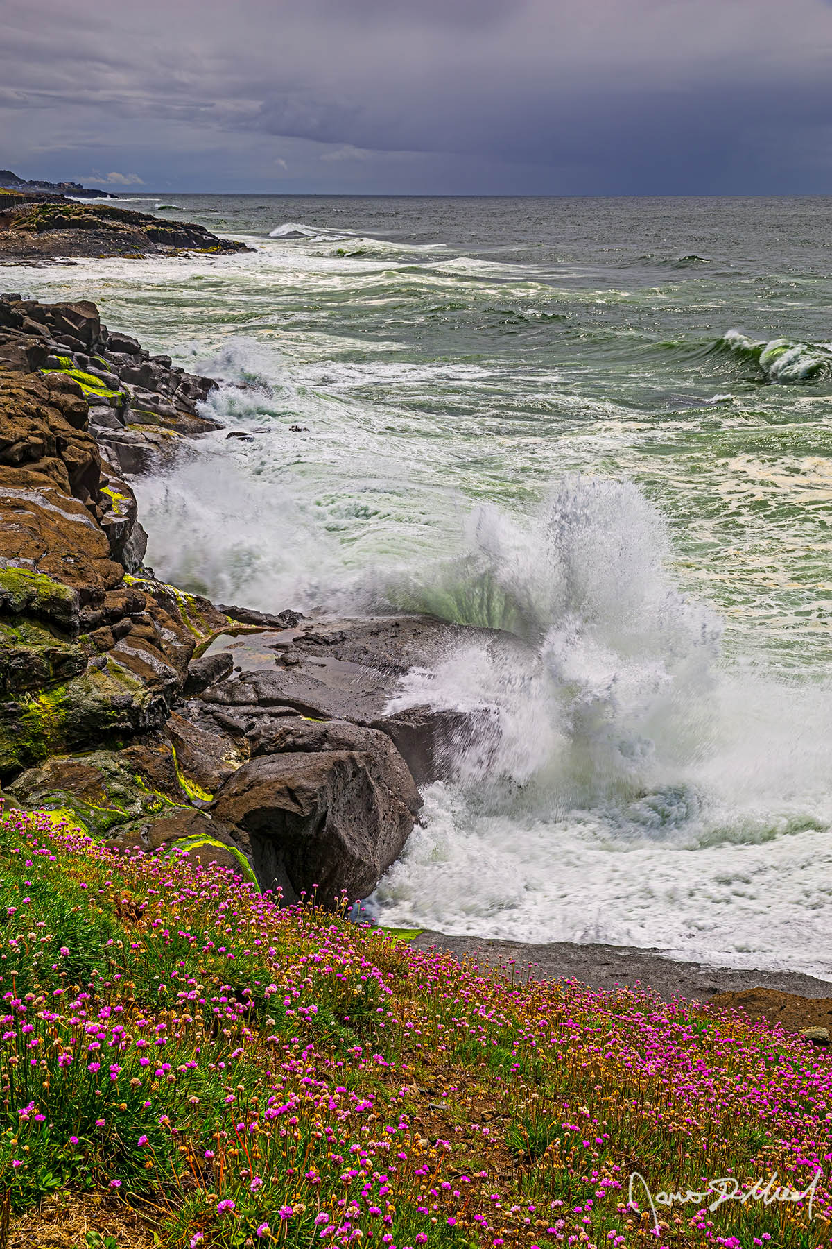 Complexities of the Sea Sea thrift (Armeria maritima) grows along the top of the cliffs near Depoe Bay as strong waves crash against the rocky headlands along the Oregon Coast.