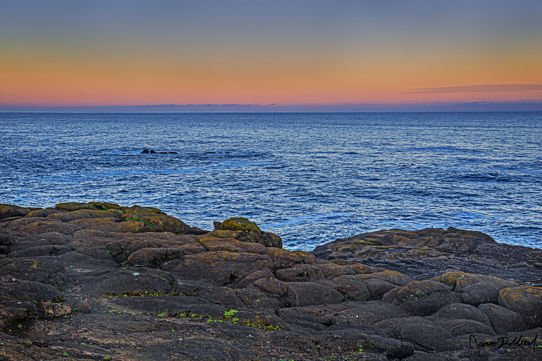 Standing on the Edge Sunrise brings the pastel colors of the Belt of Venus to the skies over the Pacific Ocean as a lone Seagull stands at the edge of the headlands along the Oregon