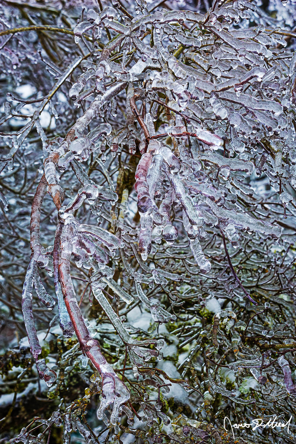 Downfall Dogwood Tree covered in ice in the Winter, Oregon. A winter ice storm covers a Dogwood Tree in a thick layer of ice