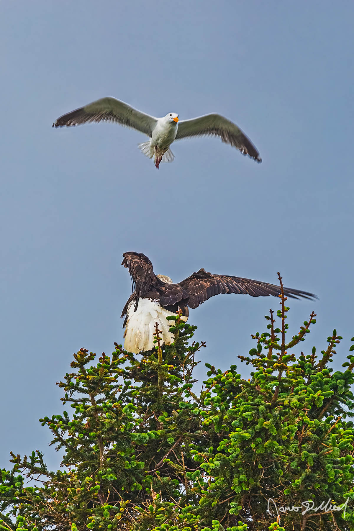 Not Today A Seagull dives to attack and fend off a Bald Eagle in an effort to not be dinner for the Eagle.