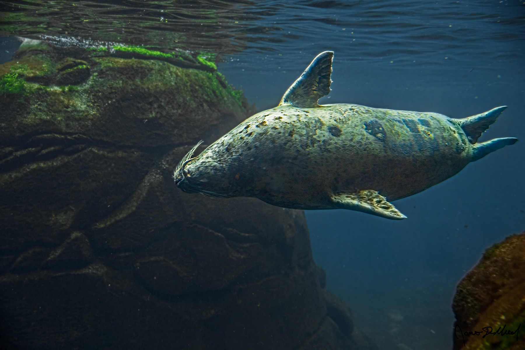Joyful Bliss A Harbor Seal spins while playing and swimming through the water.
