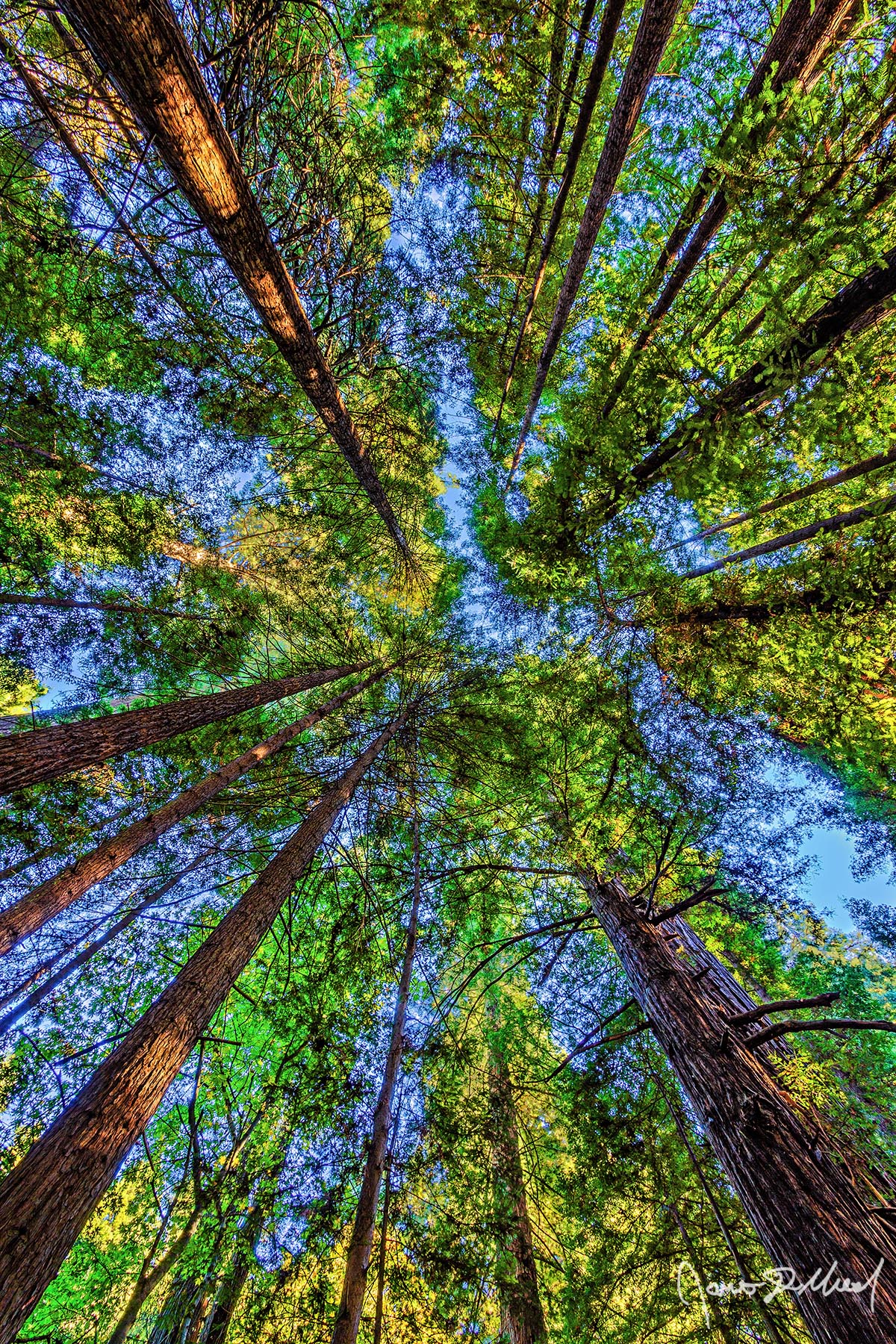 Redwood Canopy Light shines through the canopy of an old-growth Redwood Forest along the Northern California Coast during late Autumn.