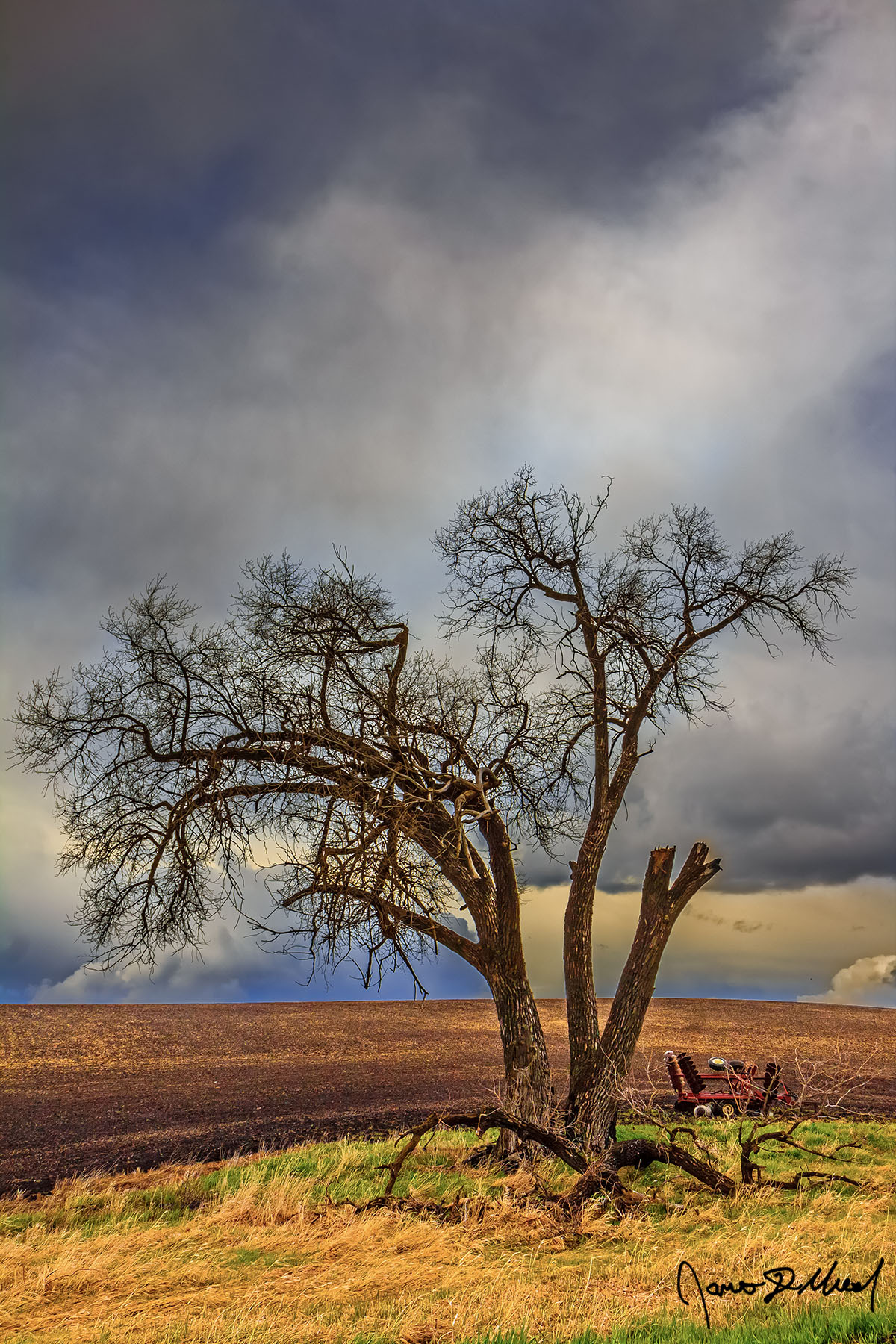 The Lonely Tree Deep in the heart of the Palouse of Eastern Washington, a lone tree stands in a field while storm clouds roll in as sunset nears.